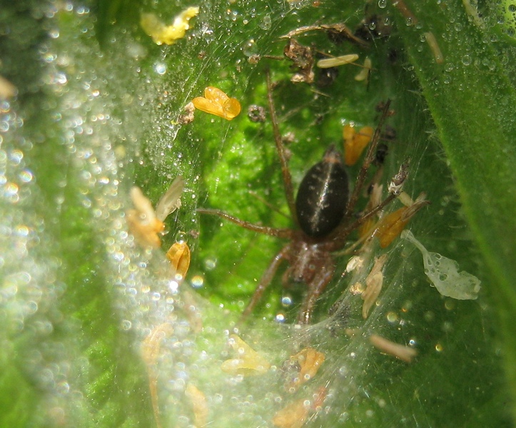 Agelena labyrinthica